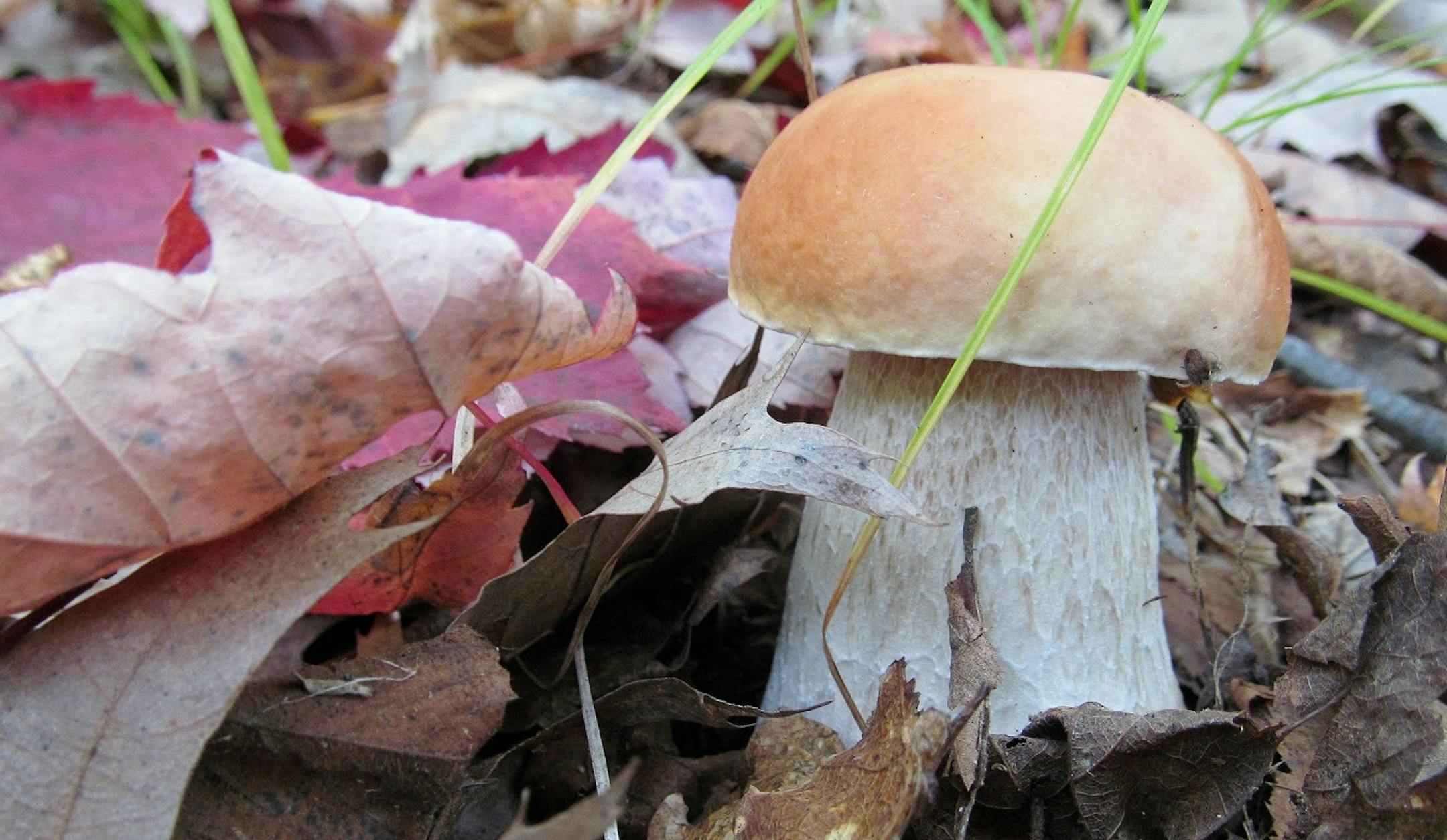 Boletus edulis, or porcini. Photo by Mike Kempenich