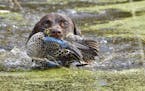 During a mid-October duck hunt, Sally, a German Shorthaired Pointer retrieves a blue winged teal from ideal duck habitat containg wild rice and duck w