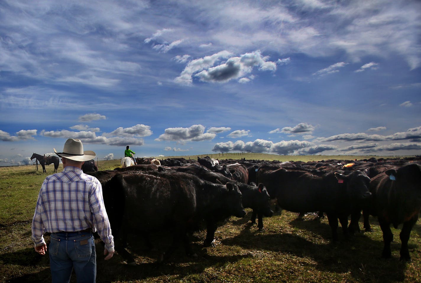 Ray Gilstad, 79, looked over a sea of Angus cattle as they were rounded up for branding on the Doug Olson ranch near Keene, ND. Gilstad has been coming to the Olson&#x201a;&#xc4;&#xf4;s annual branding for 70 years.] (JIM GEHRZ/STAR TRIBUNE) / October 23, 2013, Keene, ND &#x201a;&#xc4;&#xec; BACKGROUND INFORMATION- PHOTOS FOR USE IN SECOND PART OF NORTH DAKOTA OIL BOOM PROJECT: Rounding up of cattle and branding calves is a tradition handed down through generations of North Dakotans in the sprin