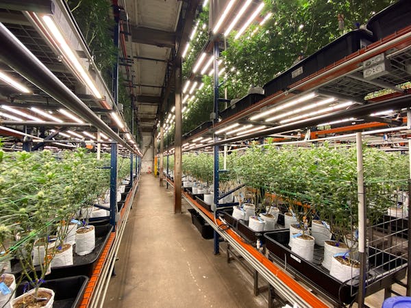 The Green Solution’s marijuana growing facility, at an unmarked warehouse on Denver’s outskirts, has nearly 30,000 mature plants at any given time