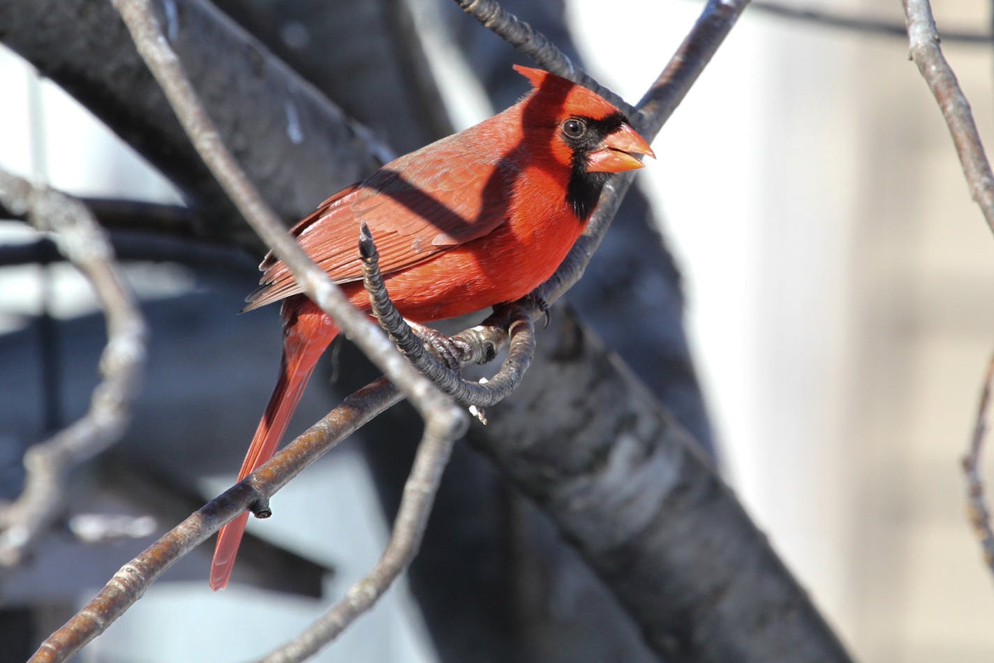 Northern cardinals begin singing as early as January each year, raising hopes that spring is on its way. credit: Don Severson