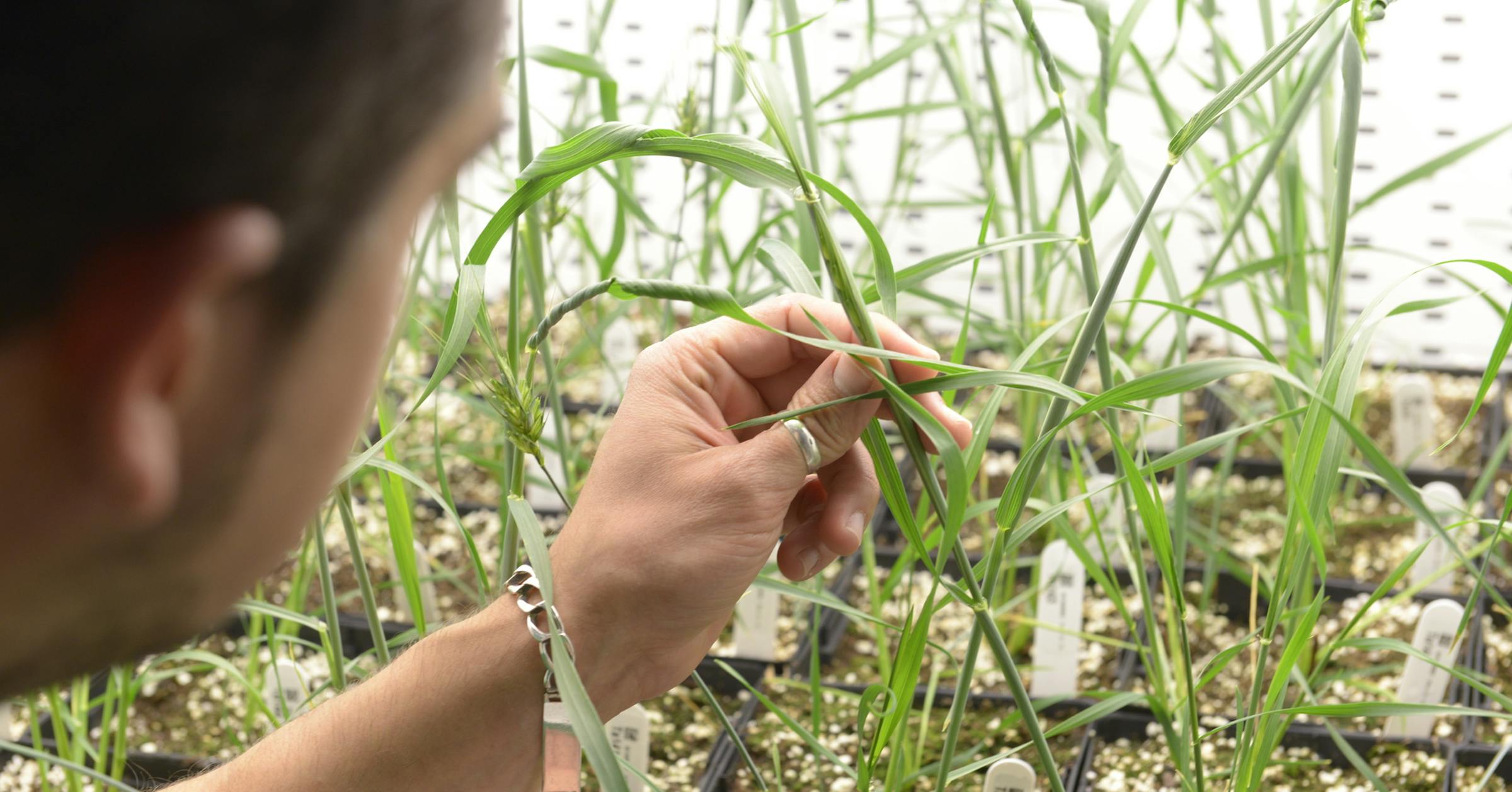 Agricultural biotechnology company Calyxt files for IPO