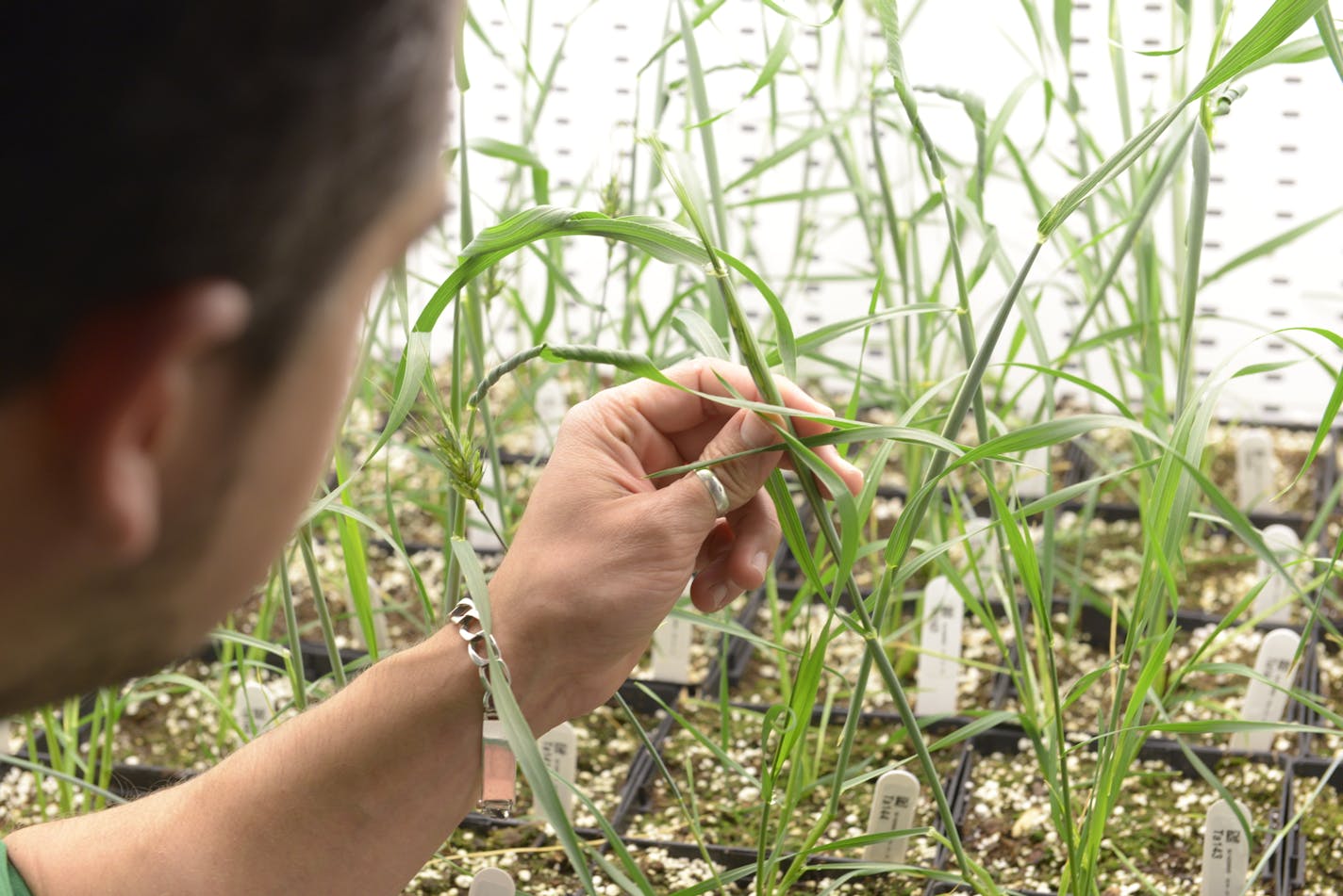 Calyxt, a gene-editing company for agricultural applications, has filed for an IPO. One of the products it is working on is an herbicide resistant wheat.