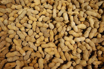 Hope for kids with peanut allergy?