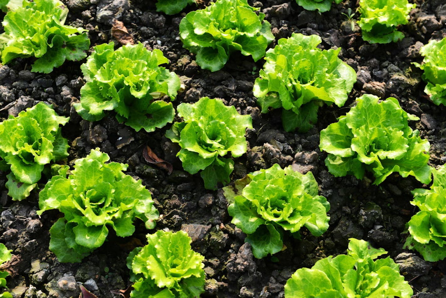 Federal health officials are advising consumers to throw away and avoid eating Romaine lettuce, especially if its origin is from Yuma, Ariz., as investigators try to figure out the cause of an E. coli outbreak that has killed one person and sickened 121 others. (Dreamstime/TNS) ORG XMIT: 1229593