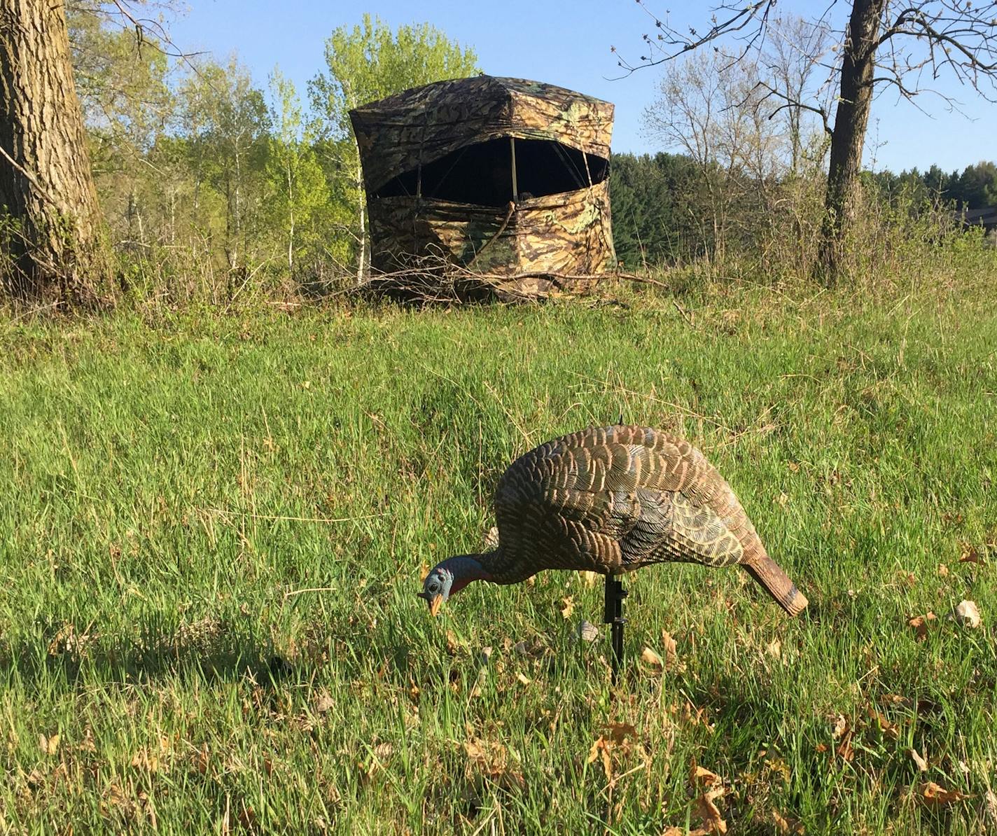 A tricked tom had more interest in the doings at the blind than near the seductive decoy.