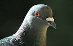 Pigeon profile credit: Jim Williams, special to the Star Tribune