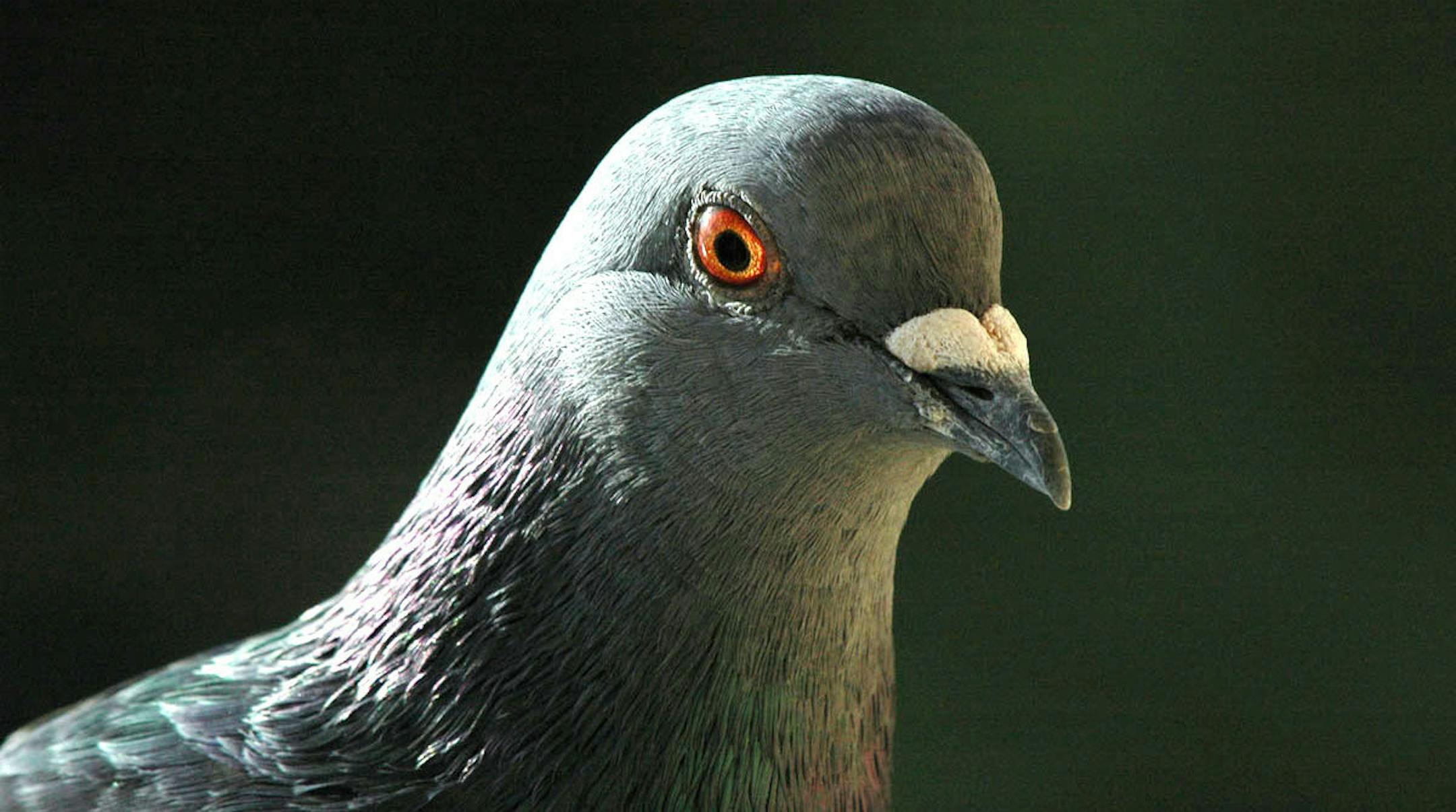 Pigeon profile credit: Jim Williams, special to the Star Tribune