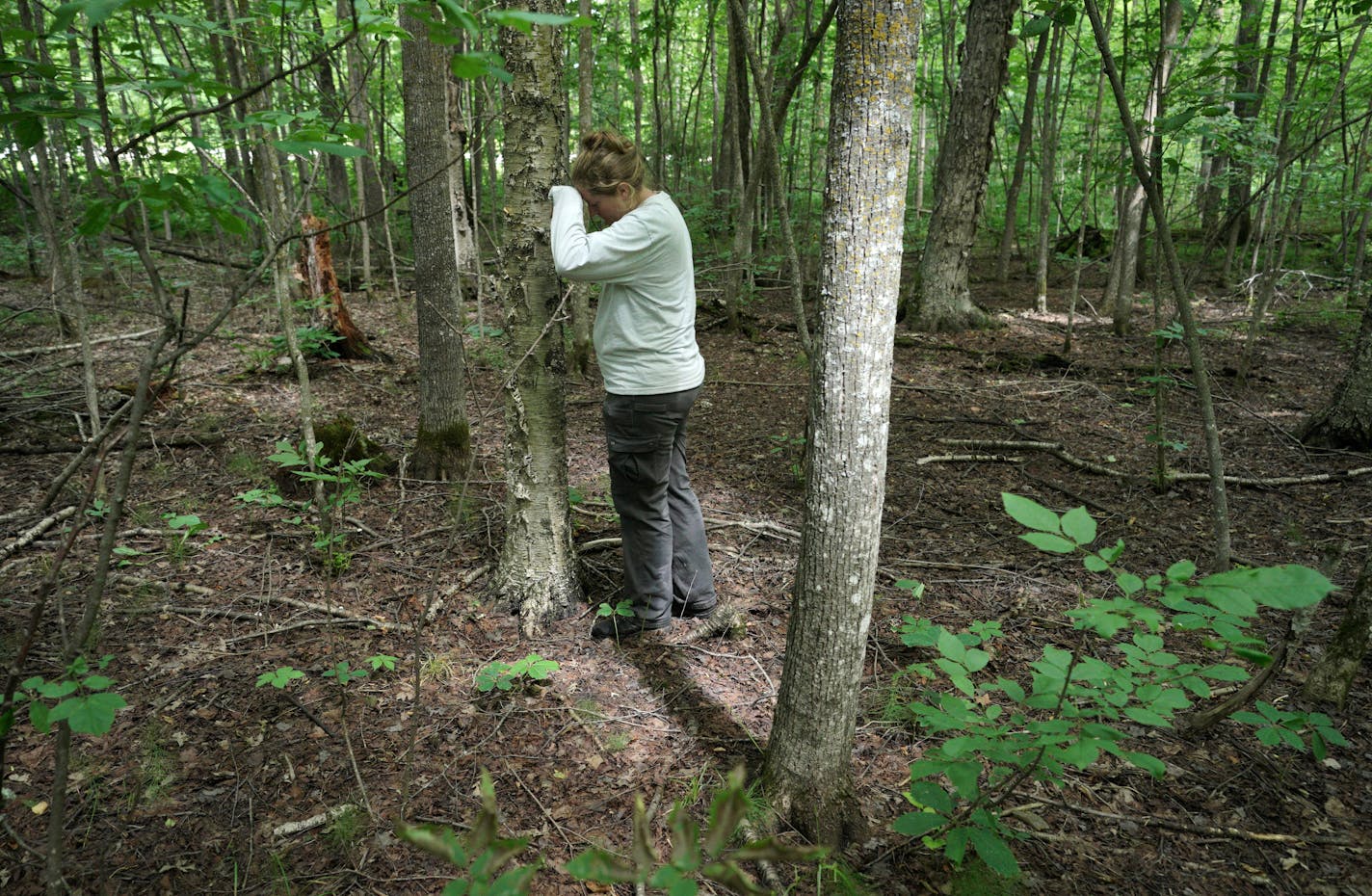 Kate Hagsten, Plants Director for Leech Lake Band of OjibweÕs Division of Resource Management, surveys an area infested with earthworms that are destroying the forest floor, leaving it almost bare in the Chippewa National Forest.Friday, July 29, 2022  Cass Lake, Minn. The imperiled Goblin fern, a small fungus-like fern clinging to life in the Chippewa National Forest. A major threat is the invasive earthworms destroying the forest floor, being spread by anglers improperly dumping bait and ATV tires. We search for the Goblin fern with Kate Hagsten, Plants Director for Leech Lake Band of OjibweÕs Division of Resource Management    Raining White, invasive species specialist with the Leech Lake tribe, and Bobby Henderson, a field botanist with the USFS out of Deer River.  ] Brian Peterson ¥ brian.peterson@startribune.com