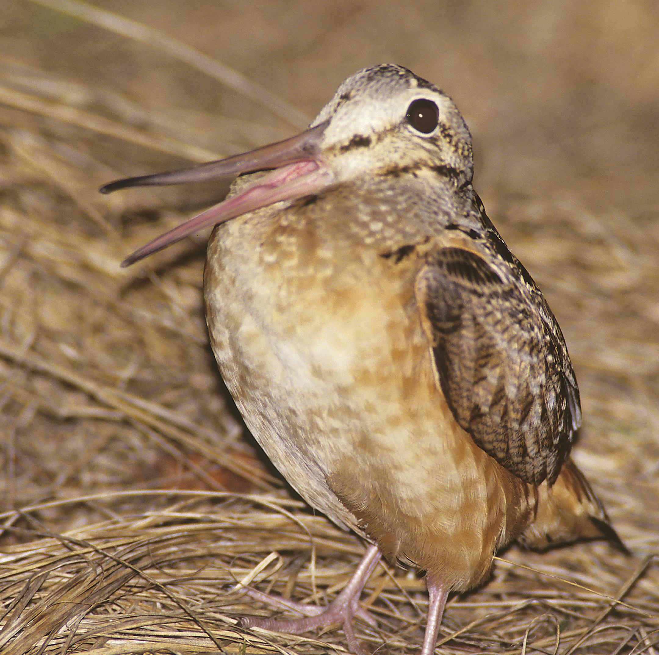 In the evening twilight a male woodcock is peenting during the ground portion of his courtship display. The woodcock's springtime ritual is one of most unusual in bird world and is a favorite of birders.