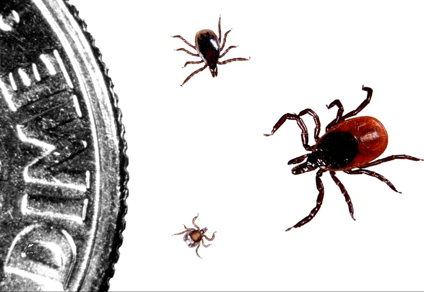 Blacklegged ticks have three life stages: larva (bottom), nymph (left), and adult.