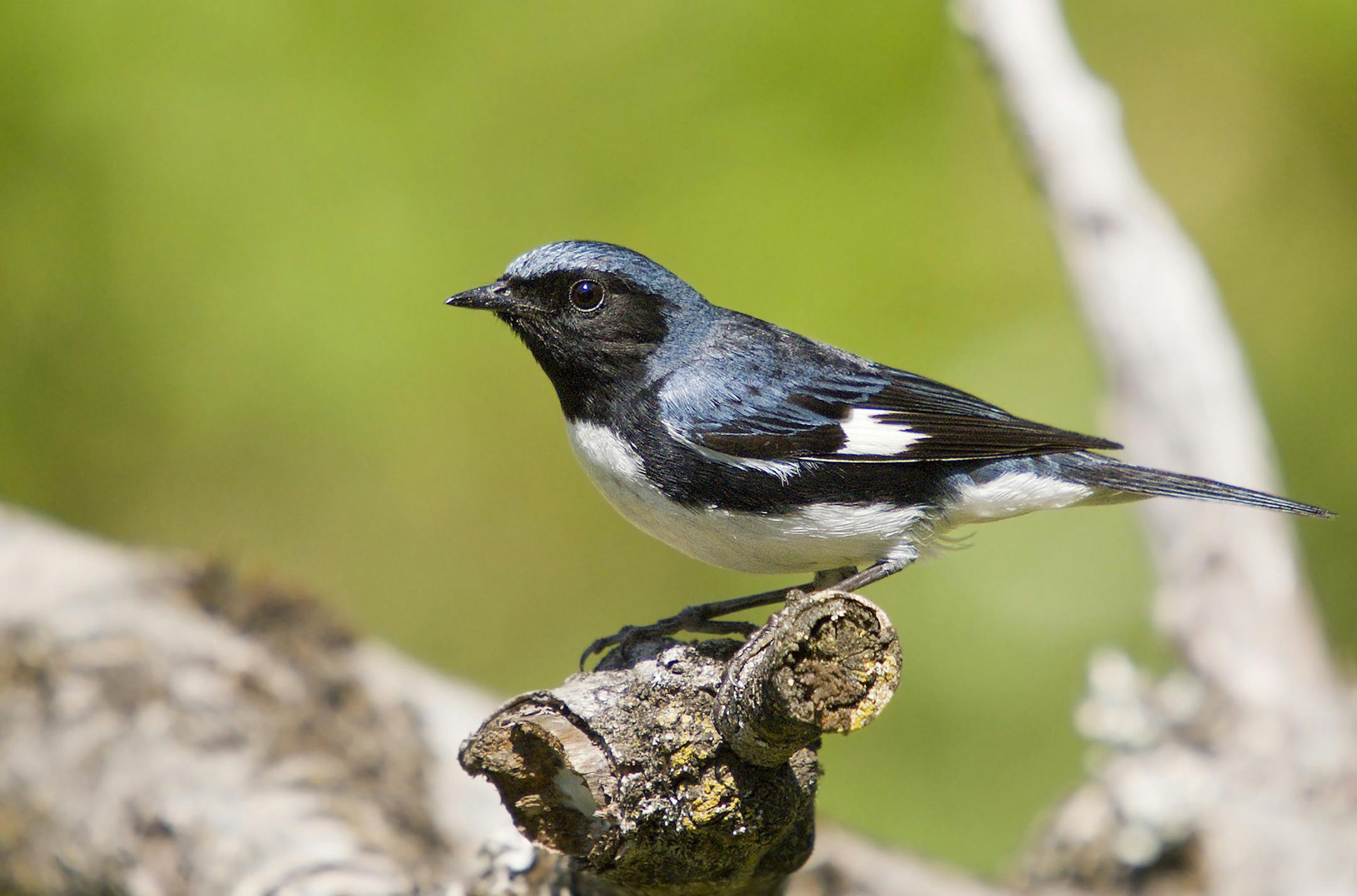 Black-throated Blue Warbler