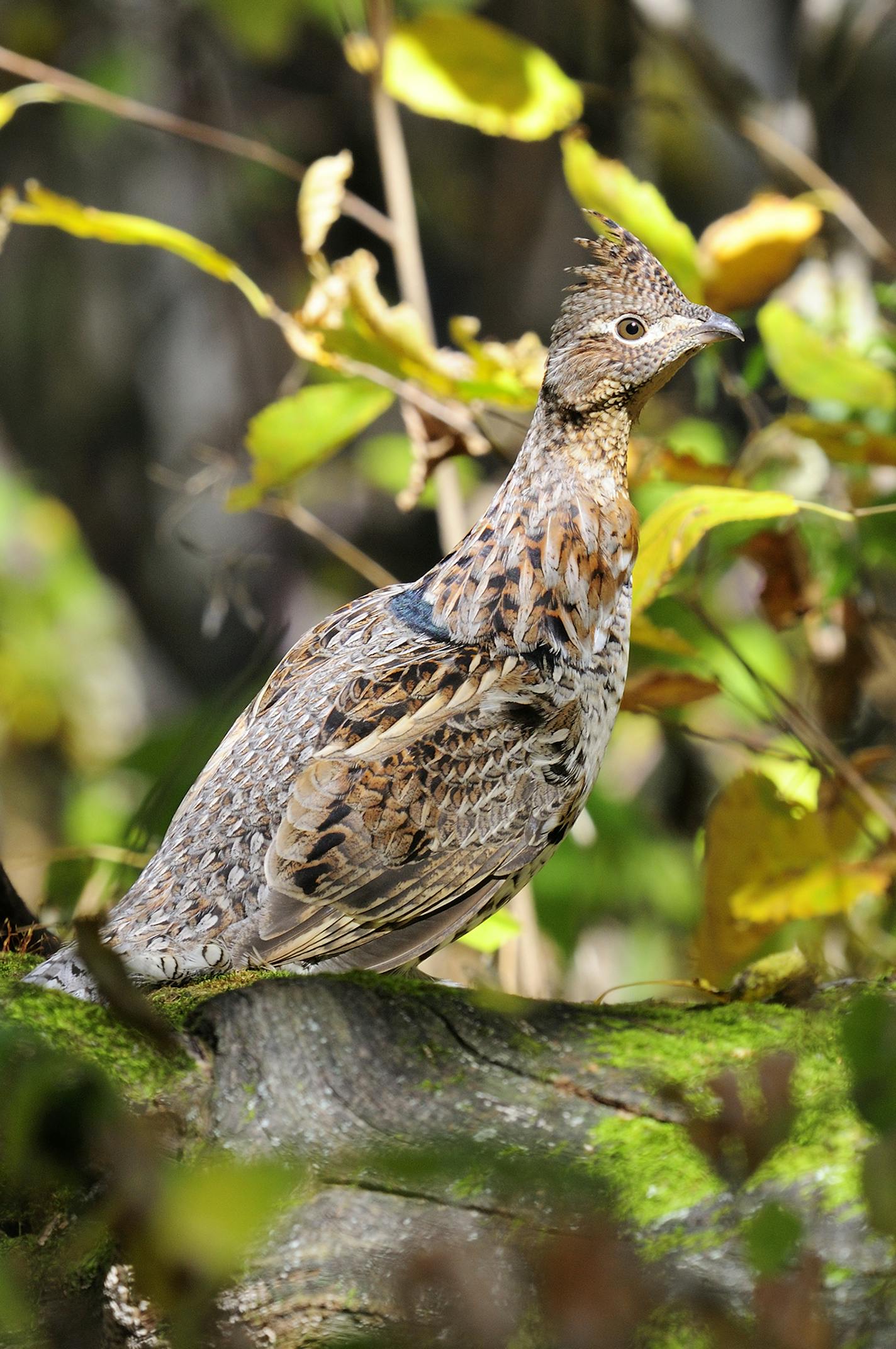 DO NOT USE! ONE-TIME USE WITH BILL MARCHEL COPY ONLY! Photo by Bill Marchel. Good news for ruffed grouse hunters: The Minnesota DNR's drumming counts were up 34 percent in parts of northern Minnesota this spring.