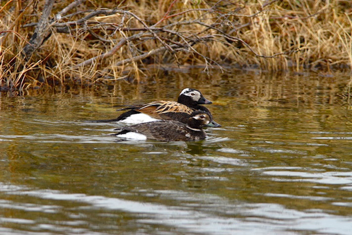 A pair of long-tailed ducks on water close to shore.