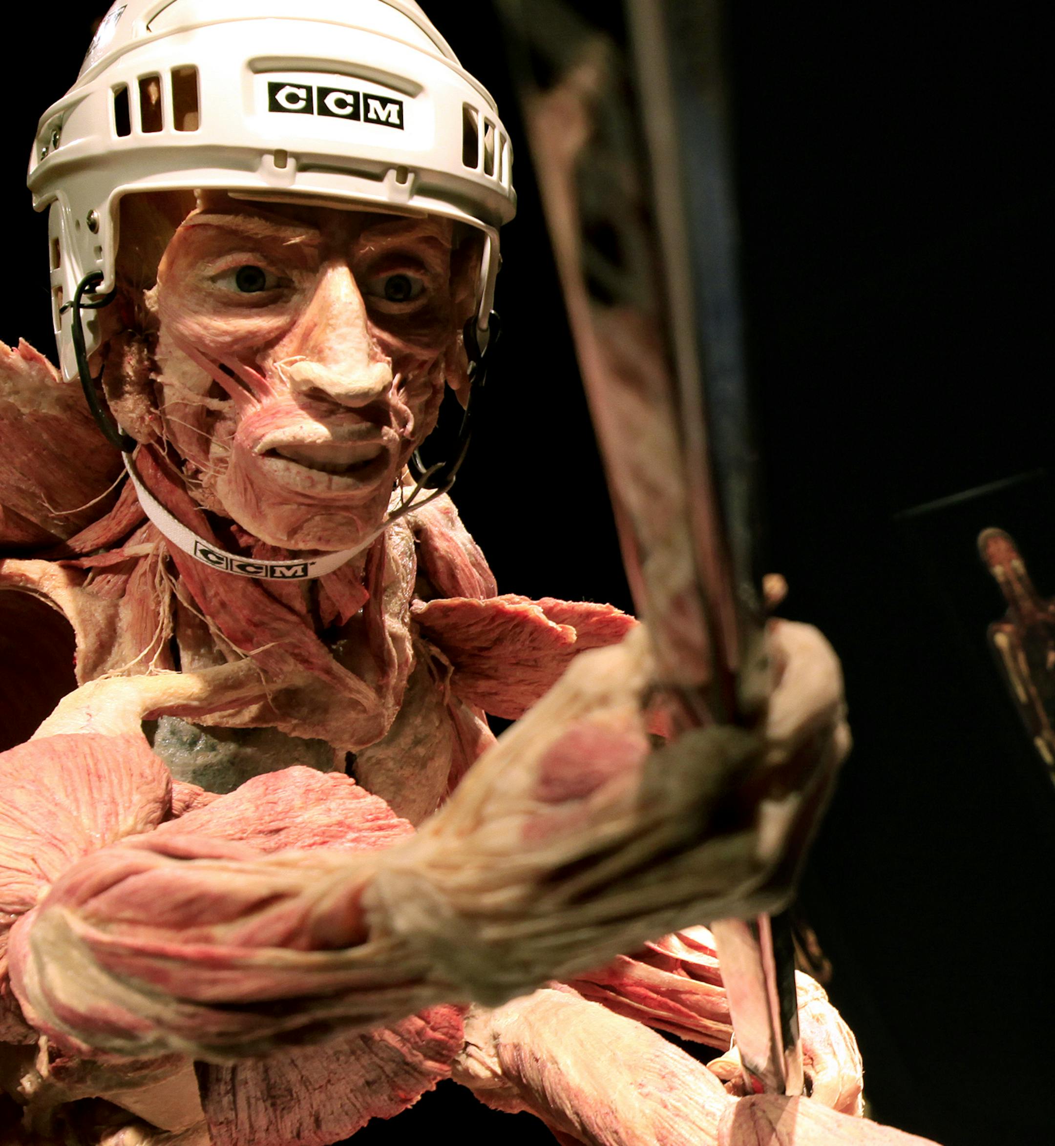 Kelley Meister (left) and Jan Elftmann, both are educators in life long learning for the Science Museum of Minnesota exhibit, previewed "Body Worlds and The Cycle of Life" exhibition. St. Paul, MN on January 16, 2013. ] JOELKOYAMA‚Ä¢joel.koyama@startribune.com In BODY WORLDS & The Cycle of Life, the latest exhibition from physician and pioneering anatomist Dr. Gunther von Hagens, you'll see the body throughout the human life cycle and across the arc of aging. Real human specimen