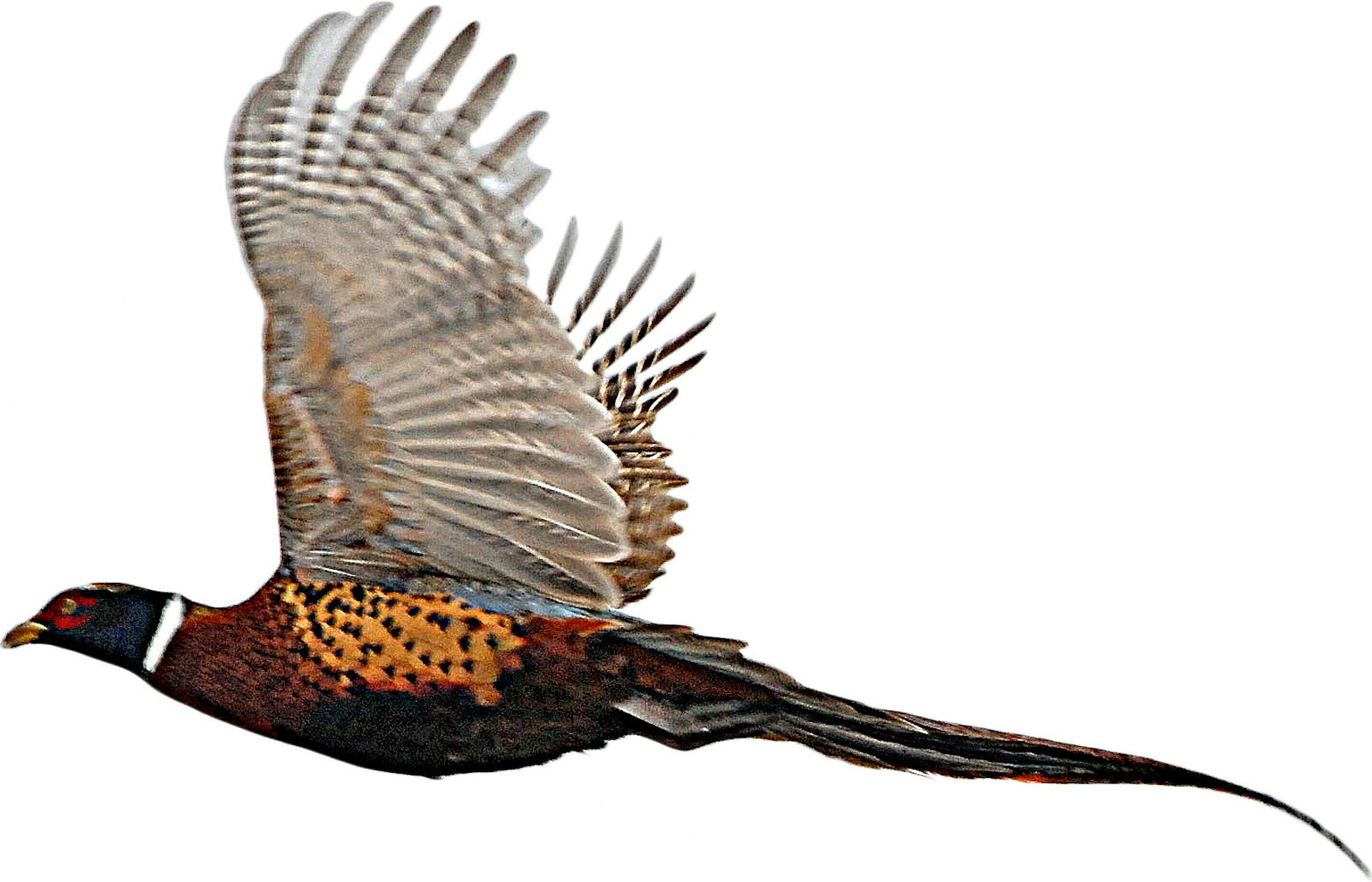 Rooster pheasants are among the world's most beutiful game birds. ORG XMIT: MIN2013100412292524 ORG XMIT: MIN1310041447260910