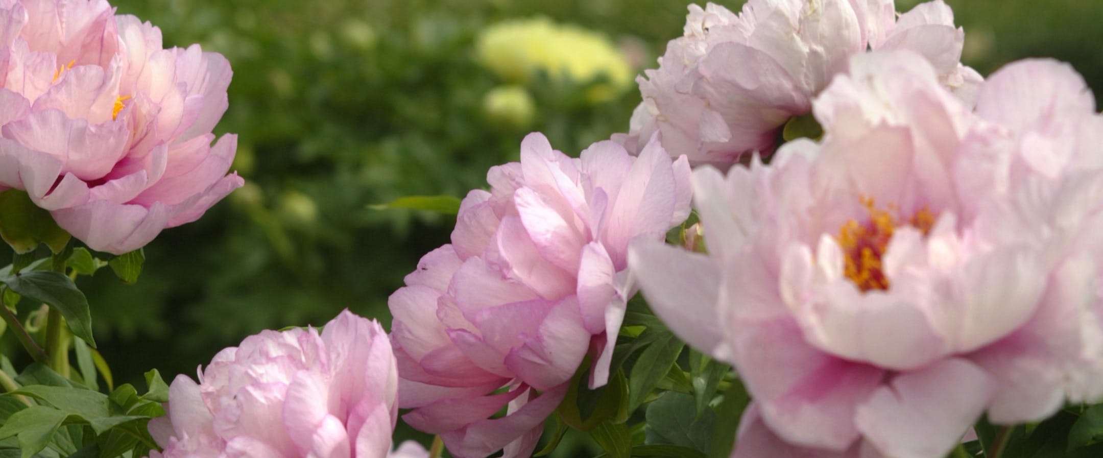 Joel koyama/Star Tribune Super Peonies: Keith and Becky Swenson of Swenson Gardens grows up-and-coming peony hybrids called intersectionals. Several varieties of several different colors. This peony is called Hillary.