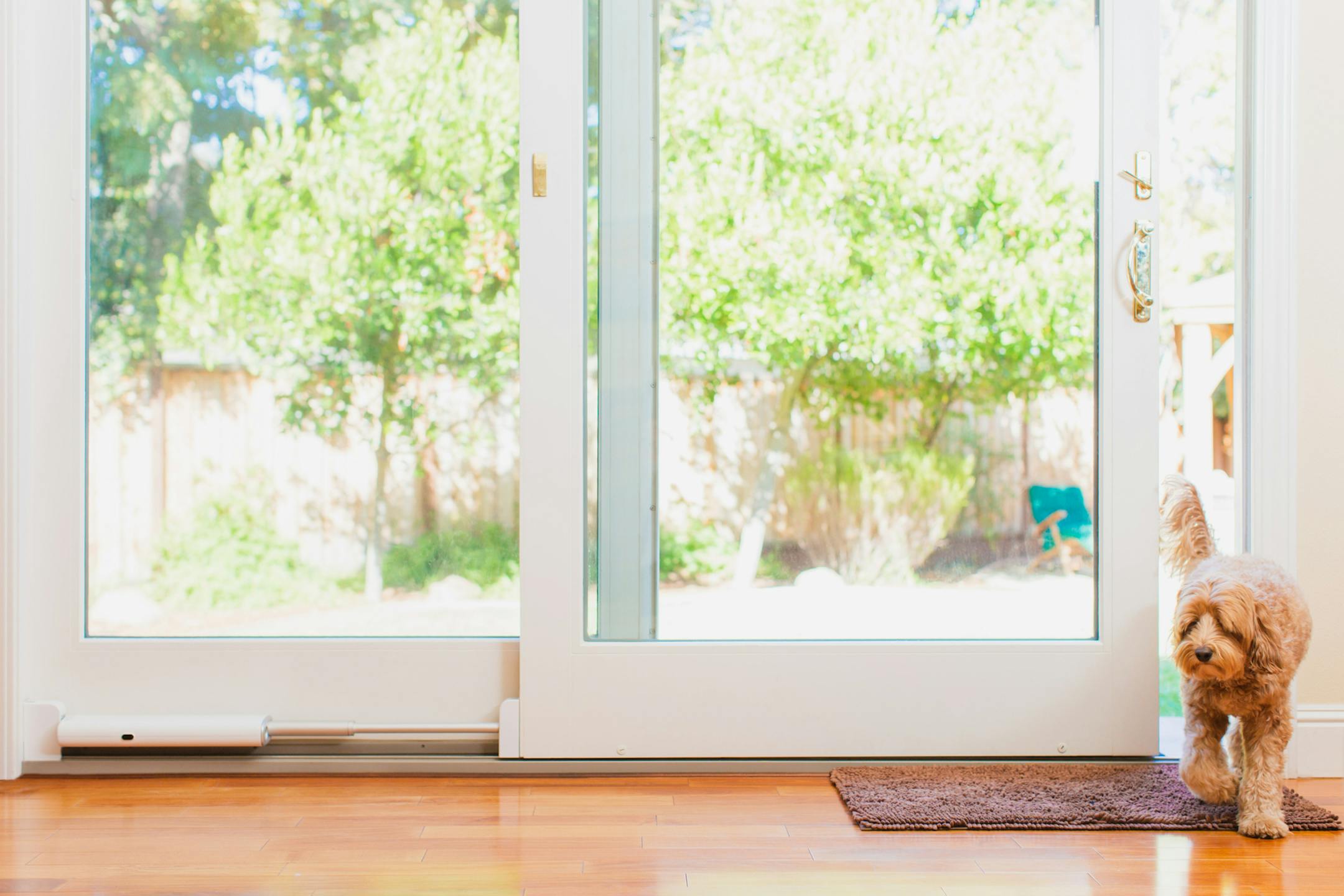 The Wayzn Slide allows dog owners to open the door for pets remotely, even if they are not home.