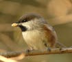 The boreal chickadee has a piece of fat pulled from a deer carcass hung along a Sax Zim road to attract birds. This northern chickadee has a brown cap