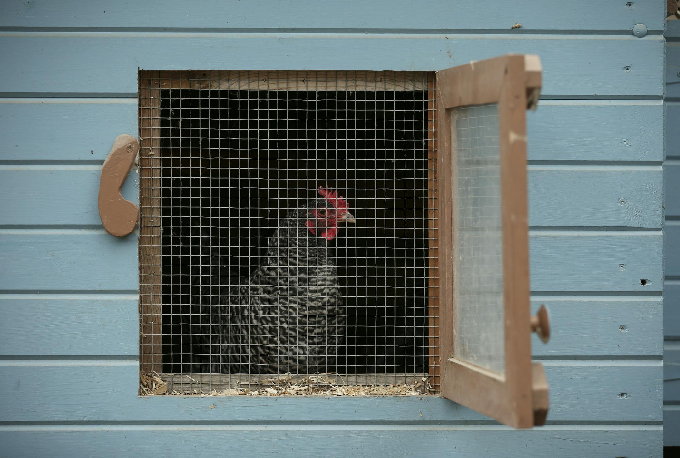 Laura, a Barred Rock hen, at the window of her coop in the backyard of Devon Anderson and Michael McNally. McNally built the coop himself for the three hens they keep in their south Minneapolis yard. ] JEFF WHEELER • jeff.wheeler@startribune.com Chickens kept in backyard coops in Minneapolis produce an astonishing range of egg colors. These eggs were photographed Wednesday, March 16, 2016 in Minneapolis. An egg from the coop of ] JEFF WHEELER • jeff.wheeler@startribune.com Who need