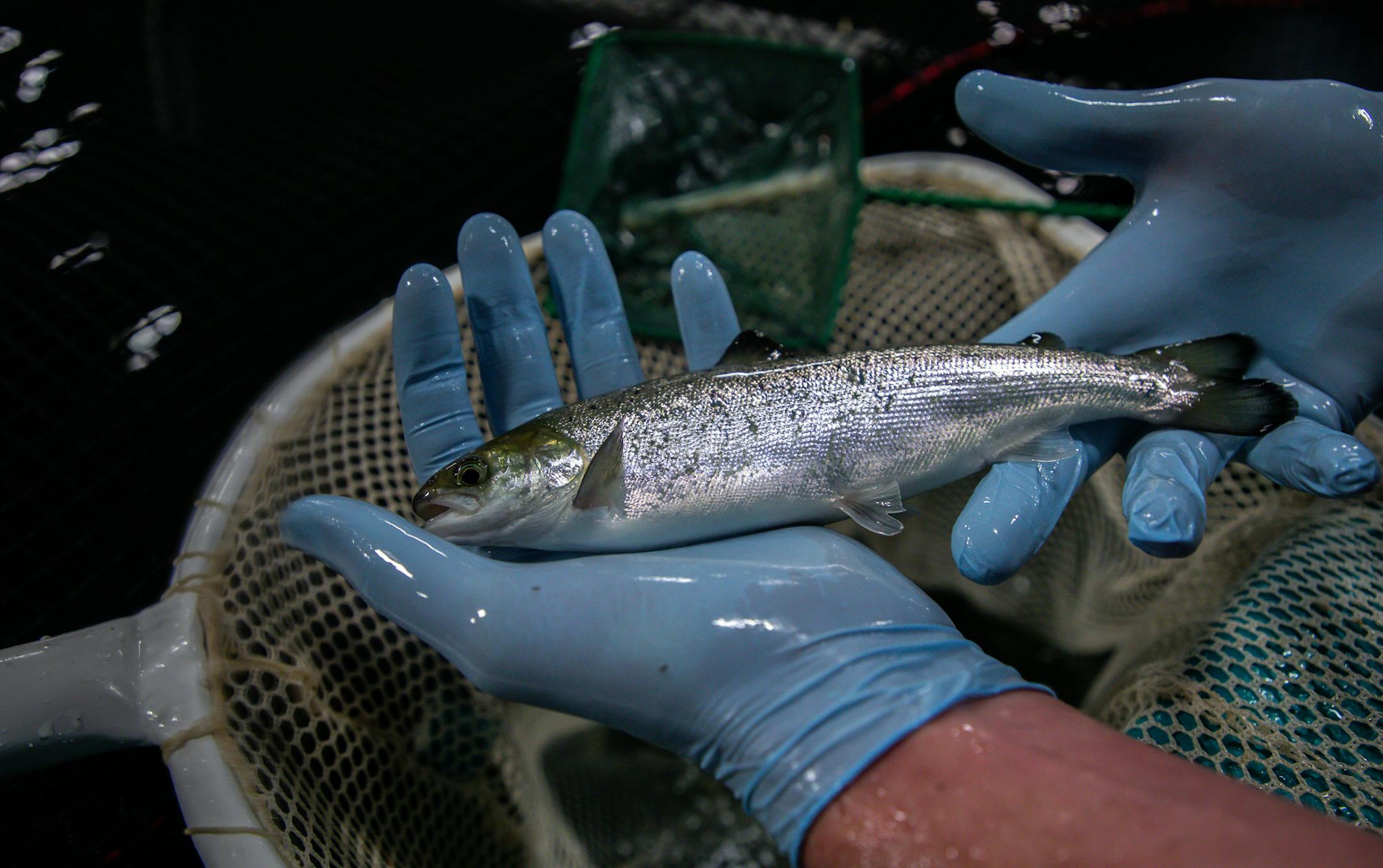 Peter Bowyer, farm manager holds Atlantic salmon weighting 3.5 oz. raised at the AquaBounty Farms Indiana, a commercial fish farm in Albany, Ind., on Tuesday, April 30, 2019.(Zbigniew Bzdak/Chicago Tribune/TNS) ORG XMIT: 1325483