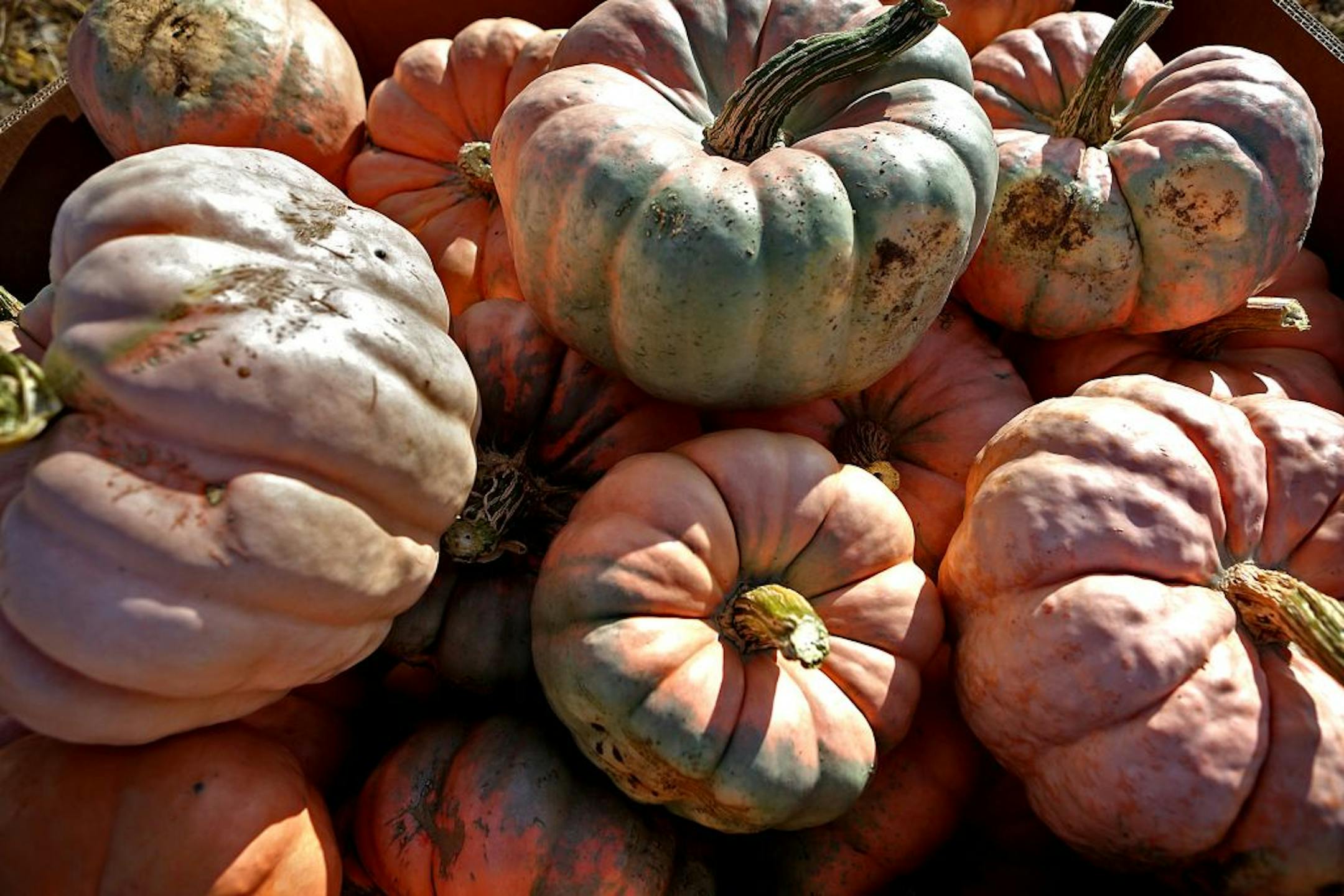 Bert Bouwman will donate 25 cents from every pink pumpkin he sells to breast cancer research. He planted 15,000 seeds.