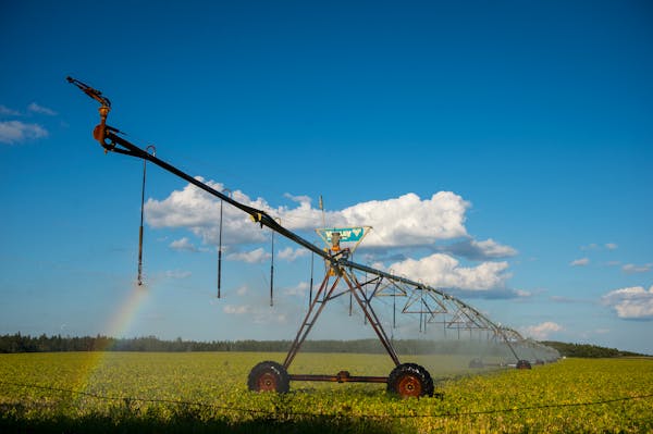 A pivot irrigation system sprayed water onto a soybean crop just south of Park Rapids in 2016.