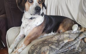 Willa, columnist Karen Tolkkinen's dog, is loveable but disgusting, a real farm dog.