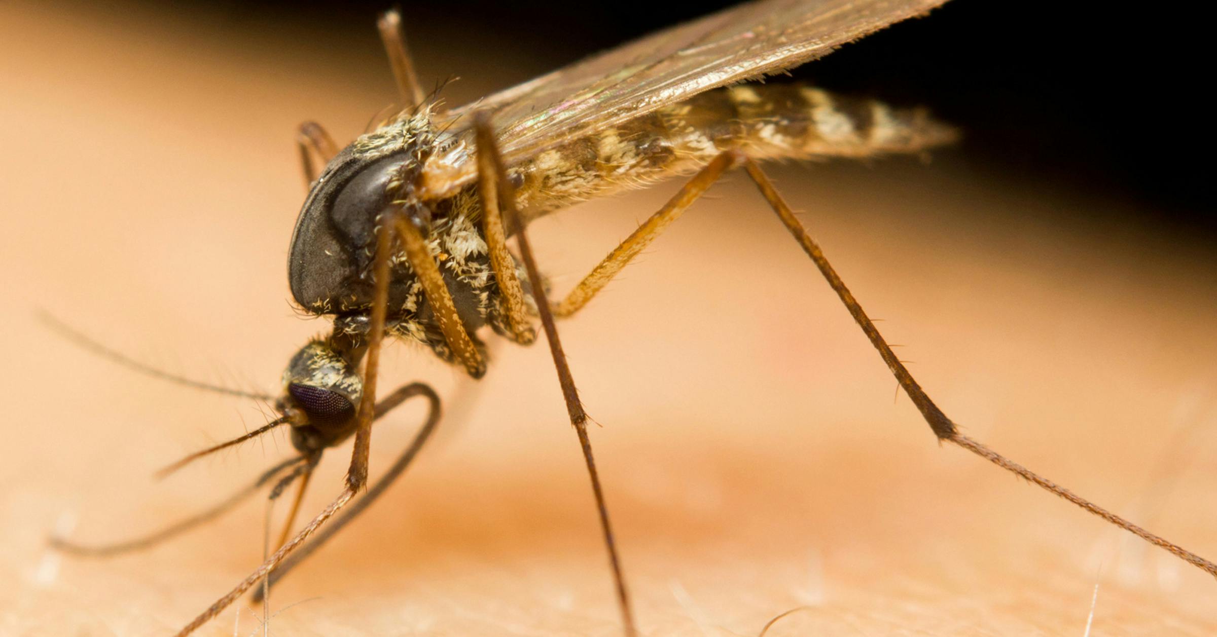 Mosquitoes may reach five-year high this summer in Twin Cities area - Star Tribune