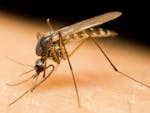 There are a few things you can do to ease the itch of a mosquito bite. (Dreamstime) ORG XMIT: 1233922