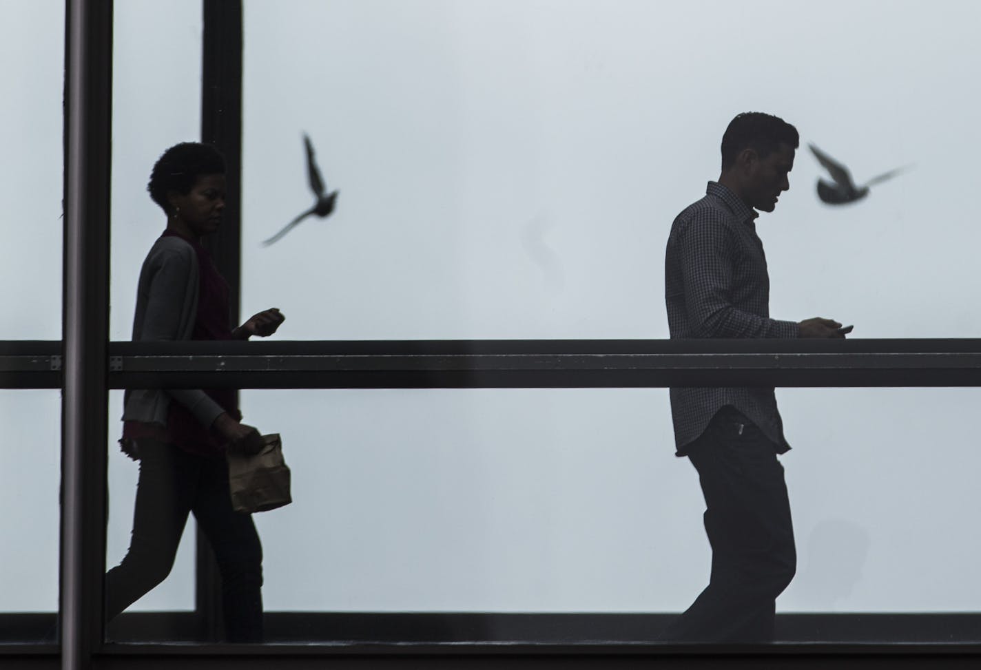 The skyways in Minneapolis are both a natural and lethal attraction to birds, and proposed rules could correct that in the future.