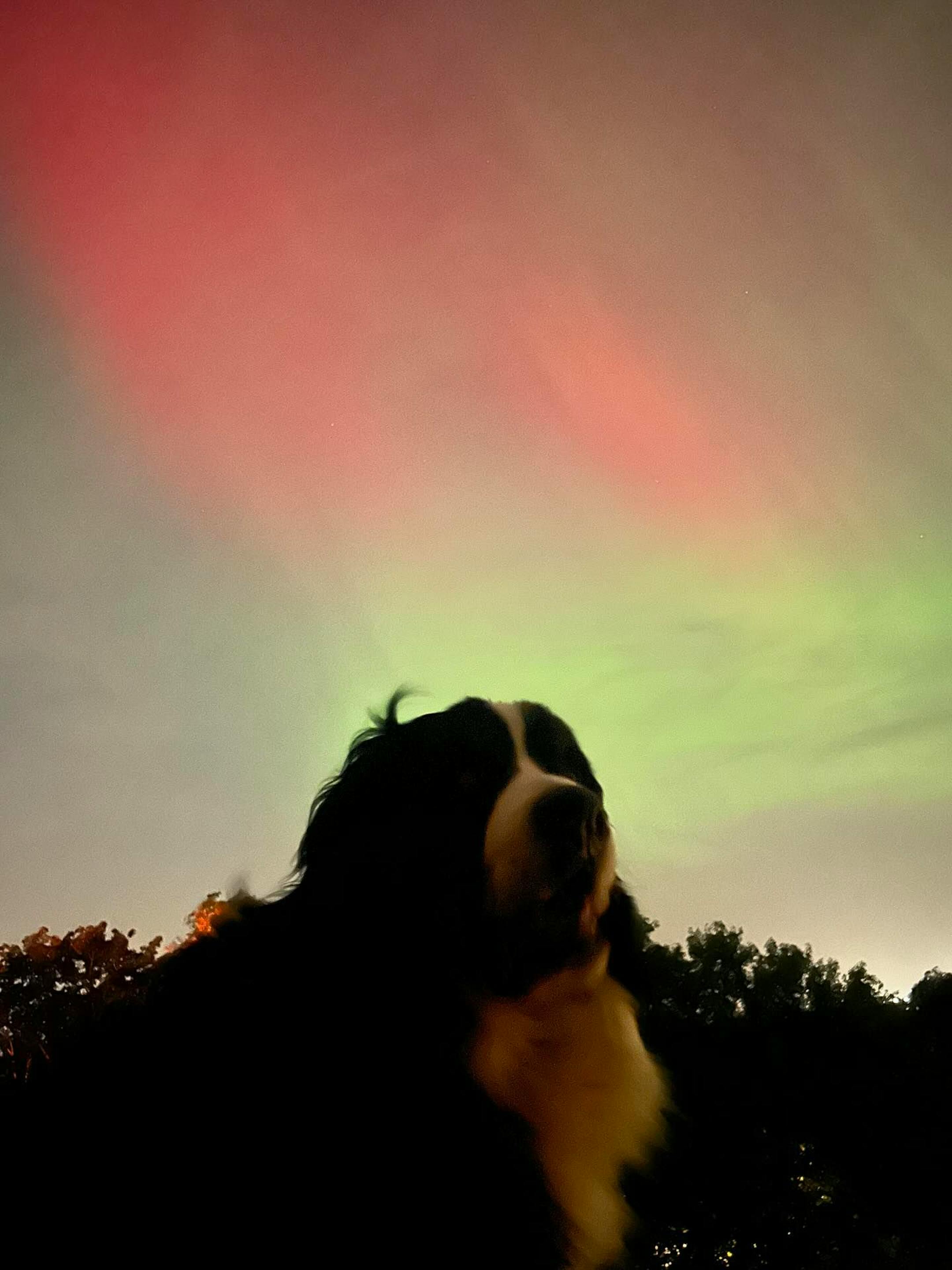 The northern lights, with a dog in the foreground.