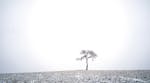 A solitary tree stood in a corn field north of Crane Creek Road in Owatonna, Minnesota after snow fell on Tuesday, January 7, 2019. ] Shari L. Gross &