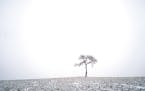 A solitary tree stood in a corn field north of Crane Creek Road in Owatonna, Minnesota after snow fell on Tuesday, January 7, 2019. ] Shari L. Gross &