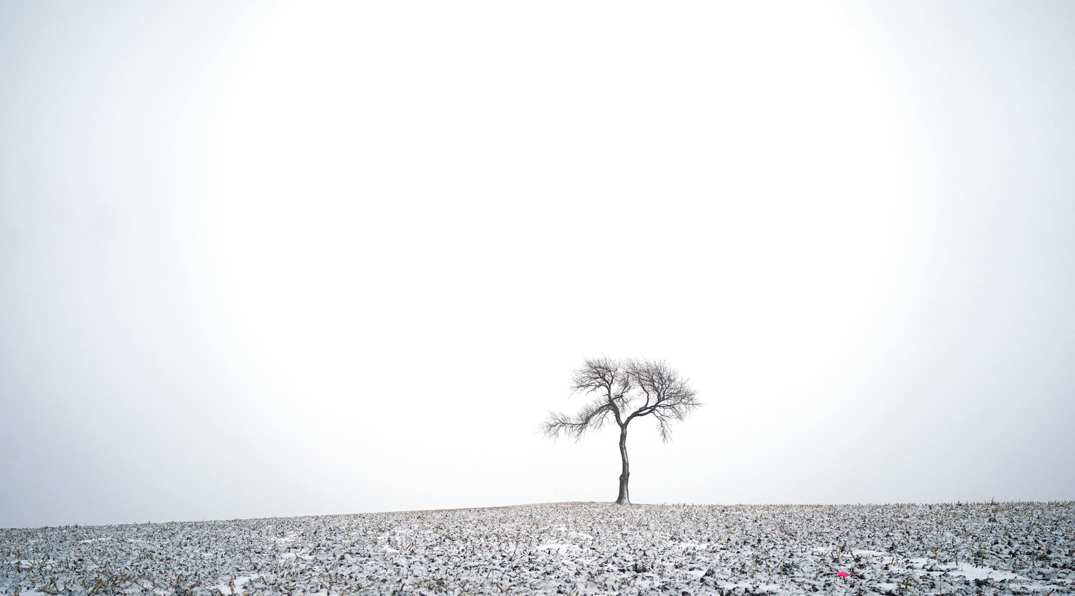 A solitary tree stood in a corn field north of Crane Creek Road in Owatonna, Minnesota after snow fell on Tuesday, January 7, 2019. ] Shari L. Gross • shari.gross@startribune.com A solitary tree stood in a corn field north of Crane Creek Road in Owatonna, Minnesota after snow fell on Tuesday, January 7, 2019.