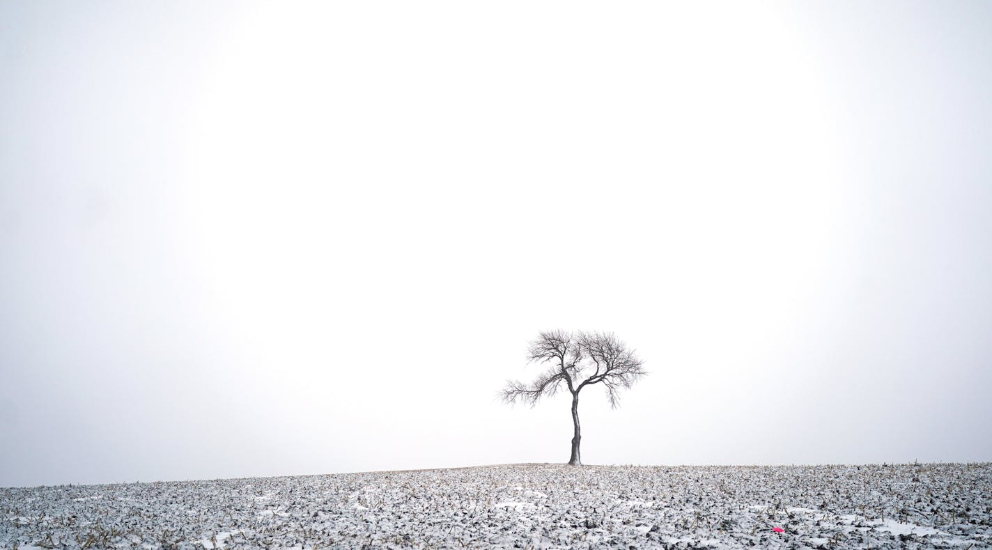 A solitary tree stood in a corn field north of Crane Creek Road in Owatonna, Minnesota after snow fell on Tuesday, January 7, 2019. ] Shari L. Gross &#x2022; shari.gross@startribune.com A solitary tree stood in a corn field north of Crane Creek Road in Owatonna, Minnesota after snow fell on Tuesday, January 7, 2019.