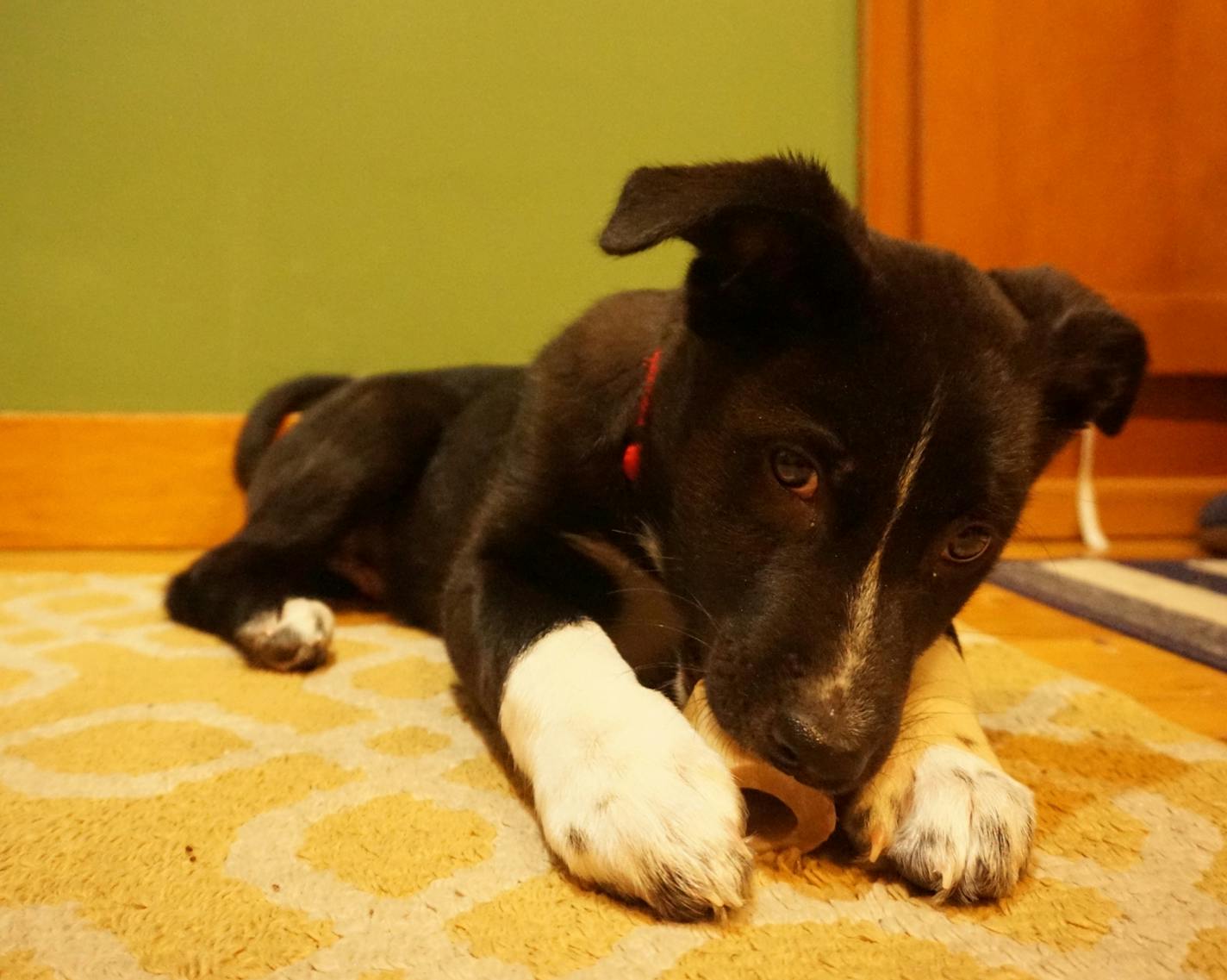 All is peaceful when Angus chews something authorized, such as this knuckle bone.