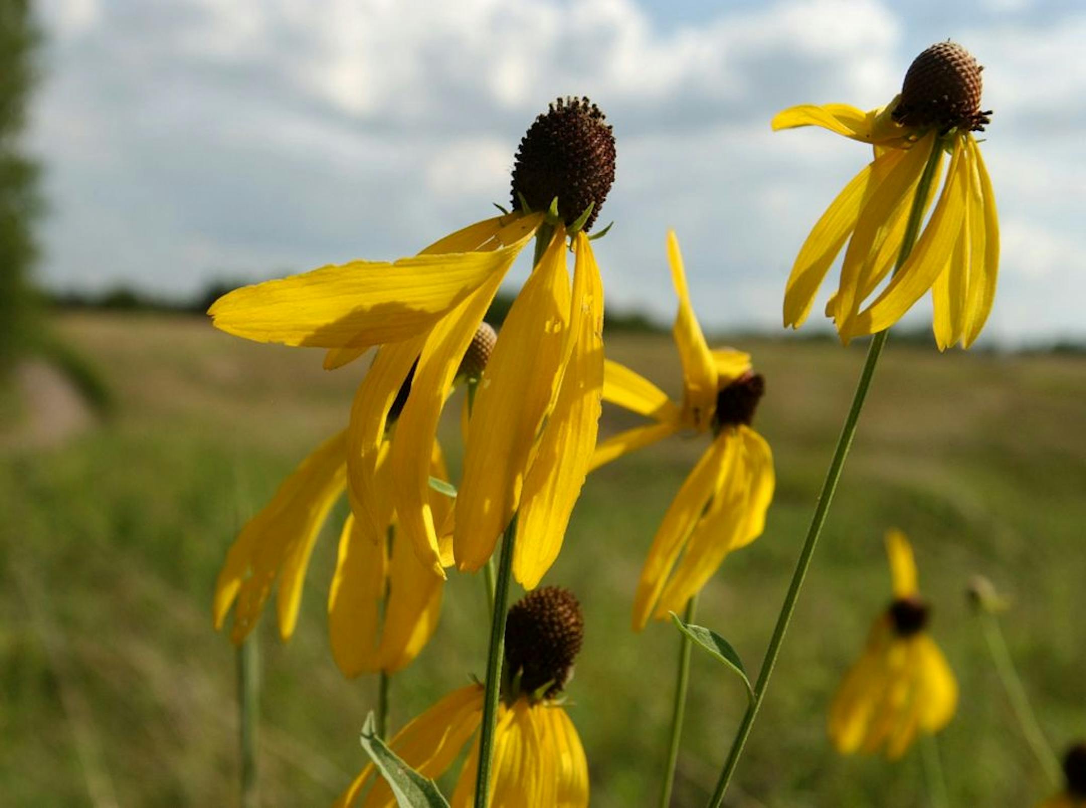 Bouquets of black-eyed Susans sprout among the prairie grasses at Afton State Park.