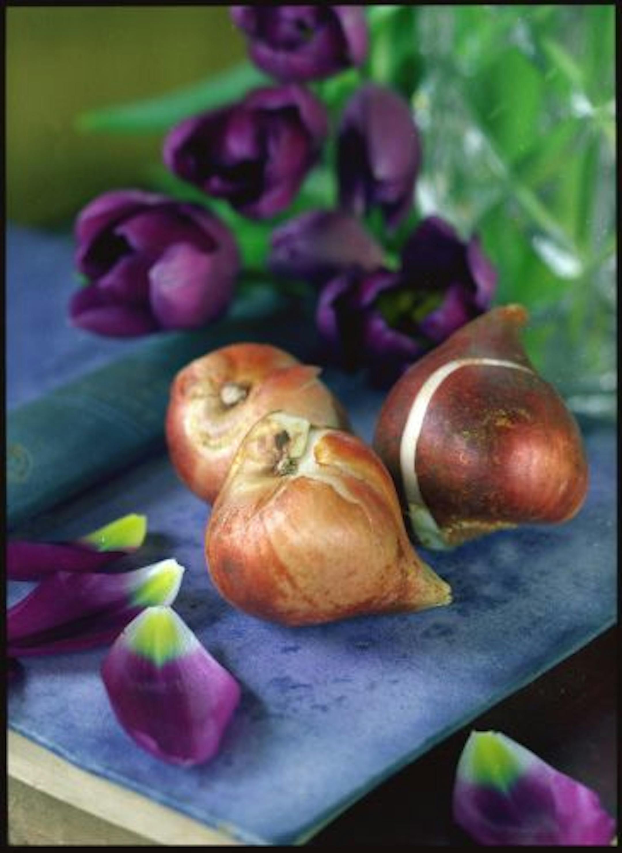 If you've got bulbs to plant, do it NOW.