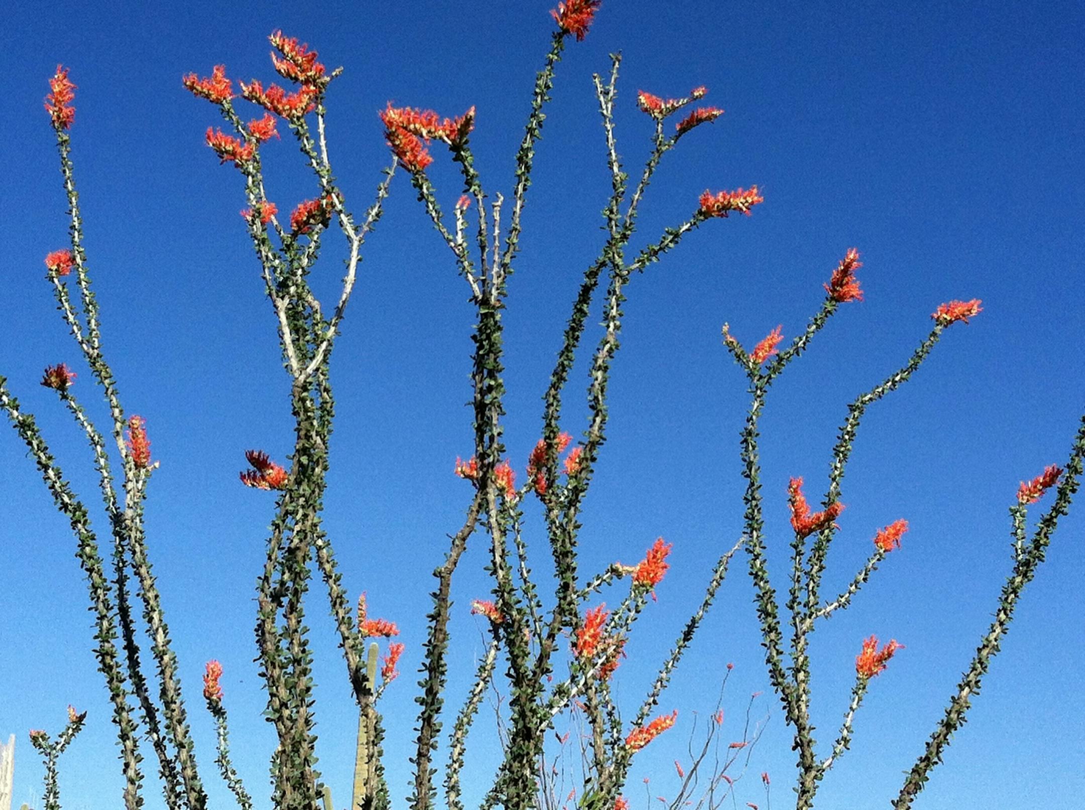 desert in bloom