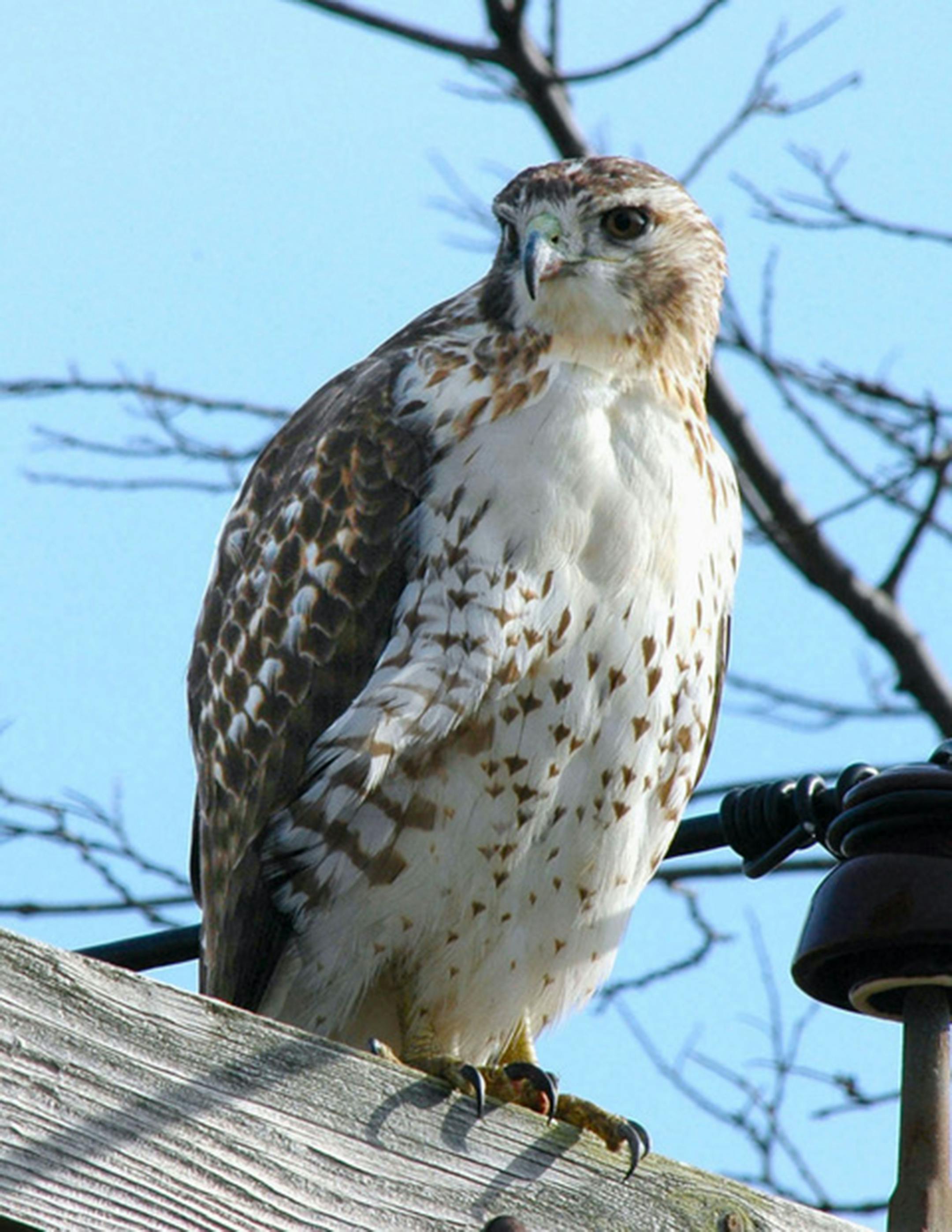 This red-tail shows a distinctive "belly band." Jim Williams photo