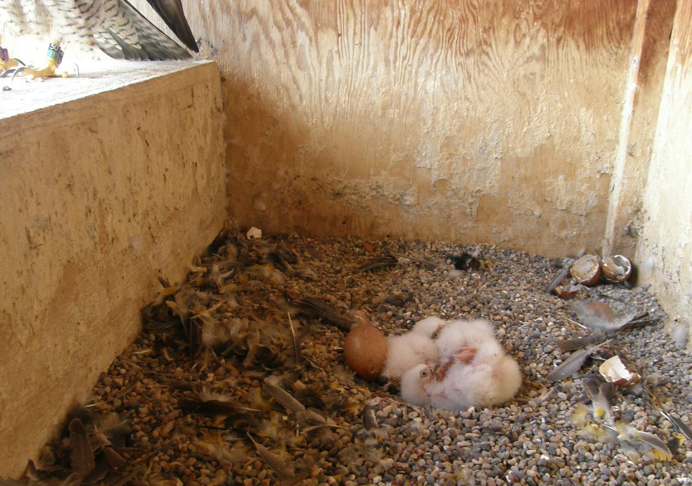 Two baby peregrine falcons hatched May 18. They are seen in a FalconCam photograph Wednesday.