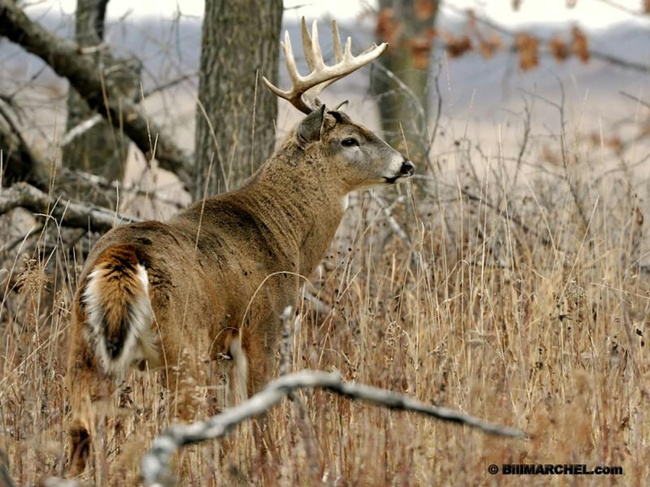Whitetail bucks in prime condition for upcoming fall rut.