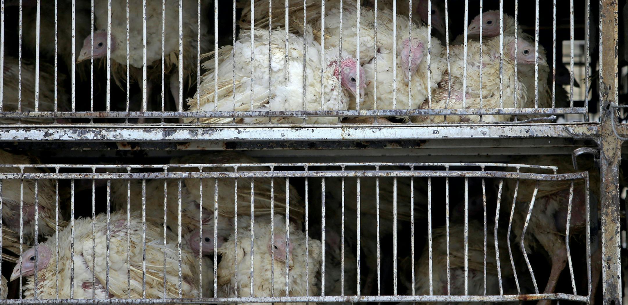 Turkeys await processing outside a Jennie-O Turkey Store processing plant Thursday, April 9, 2010, in Melrose, MN.](DAVID JOLES/STARTRIBINE)djoles@startribune.com DNR officials scour the banks of the Sauk River for waterfowl droppings, hoping to find a link to a bird flu that is sweeping through turkey-producing country. Nine Minnesota turkey farms have been hit by the bird flu in recent days.