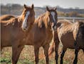 Three of the blind mustangs transported from an overcrowded sanctuary in South Dakota to the nonprofit Wishbone Ranch near Hastings. The stallions hav