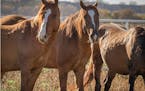 Three of the blind mustangs transported from an overcrowded sanctuary in South Dakota to the nonprofit Wishbone Ranch near Hastings. The stallions hav