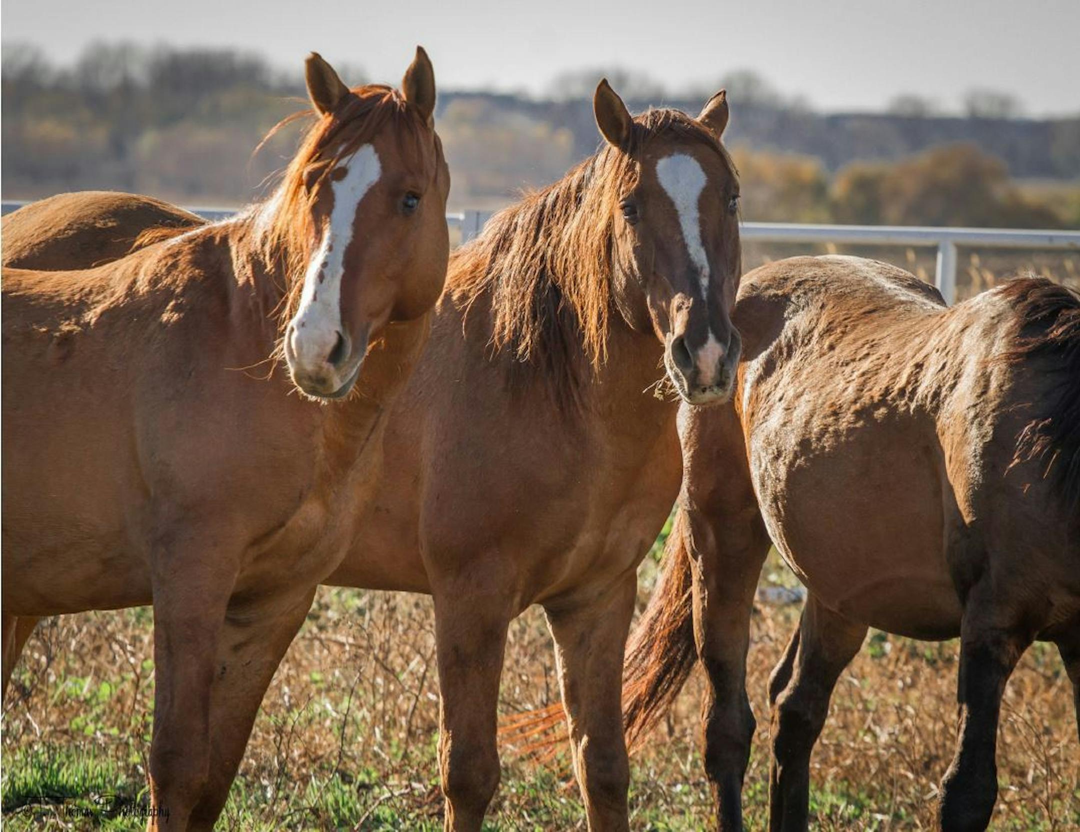 Three of the blind mustangs transported from an overcrowded sanctuary in South Dakota to the nonprofit Wishbone Ranch near Hastings. The stallions have bloodlines that stretch back to horses brought to the Americas by 15th century Spanish explorers. Source: Toni Thomas Photograhy via This Old Horse