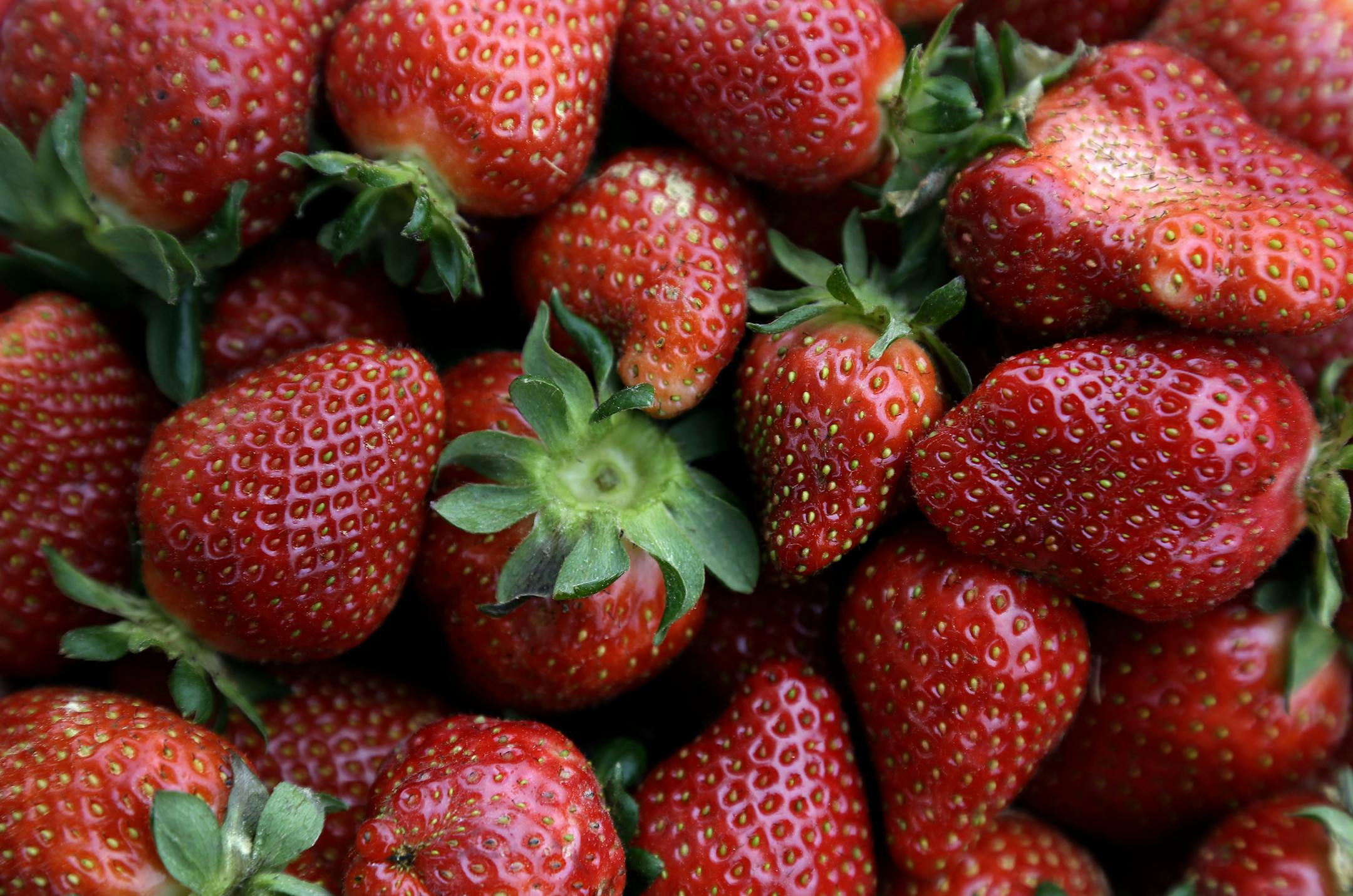 A basket of fresh picked strawberries are shown in the berry field at Oakley Farm in Chapel Hill, N.C., Thursday, May 2, 2013. The season is ripe for picking fresh strawberries in some parts of North Carolina, one of the largest strawberry producing states in the country. Owner David Oakley has roughly 26,000 strawberry plants to harvest from his field. (AP Photo/Gerry Broome)