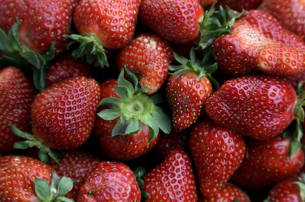 A basket of fresh picked strawberries are shown in the berry field at Oakley Farm in Chapel Hill, N.C., Thursday, May 2, 2013. The season is ripe for 