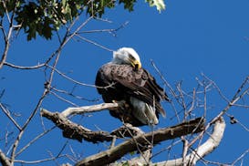 A bald eagle preening while perched on a tree.